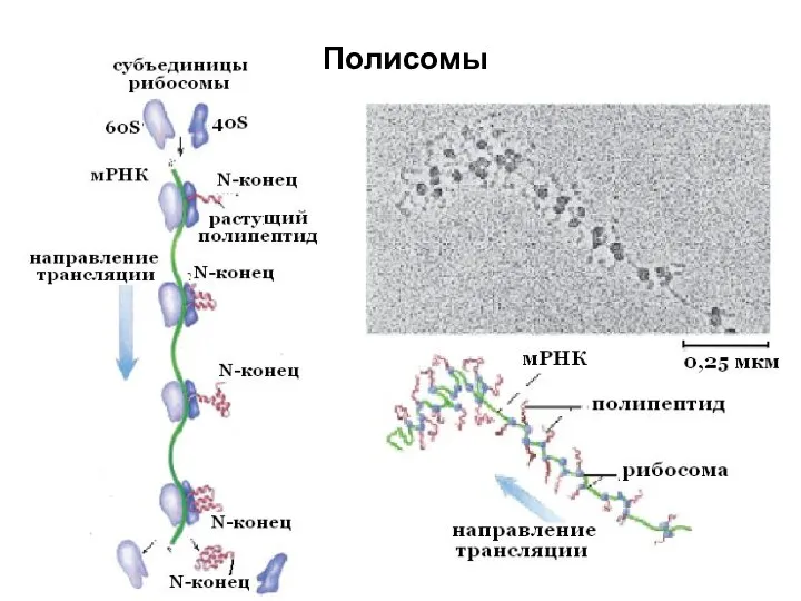 Полисомы