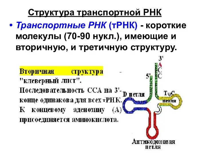 Структура транспортной РНК Транспортные РНК (тРНК) - короткие молекулы (70-90