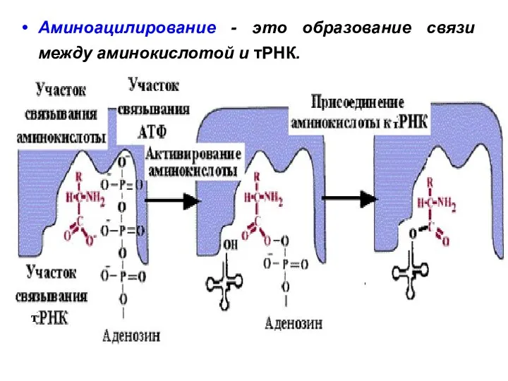 Аминоацилирование - это образование связи между аминокислотой и тPHК.
