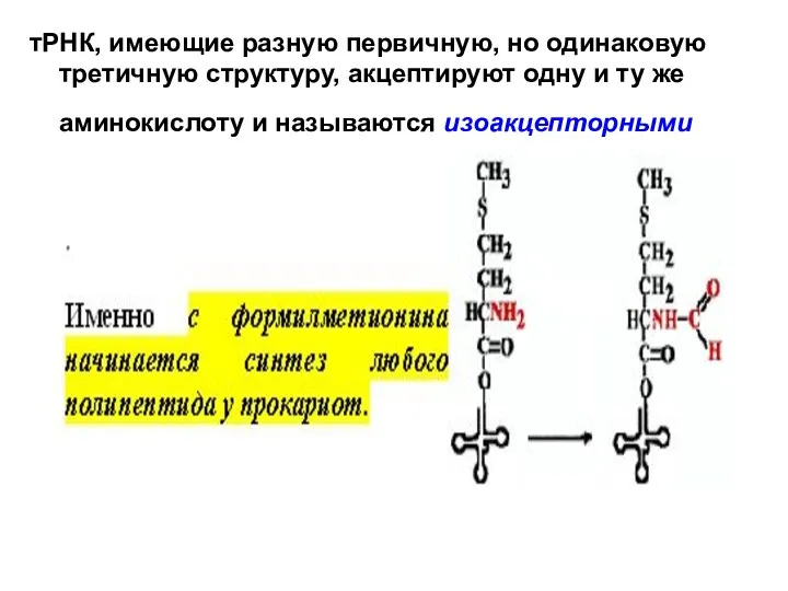 тРНК, имеющие разную первичную, но одинаковую третичную структуру, акцептируют одну