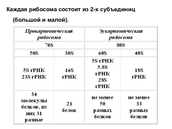 Каждая рибосома состоит из 2-х субъединиц (большой и малой).