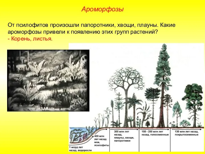 От псилофитов произошли папоротники, хвощи, плауны. Какие ароморфозы привели к