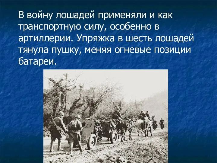 В войну лошадей применяли и как транспортную силу, особенно в