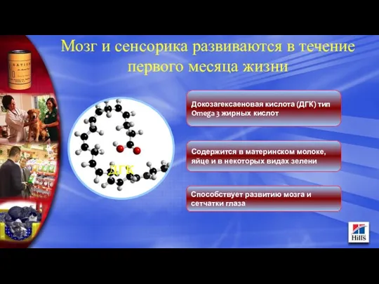 Докозагексаеновая кислота (ДГК) тип Omega 3 жирных кислот Способствует развитию