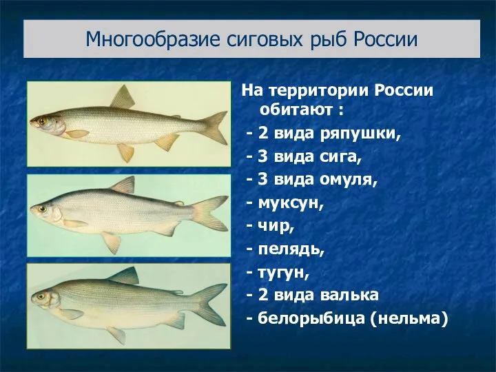 Многообразие сиговых рыб России На территории России обитают : - 2 вида ряпушки,