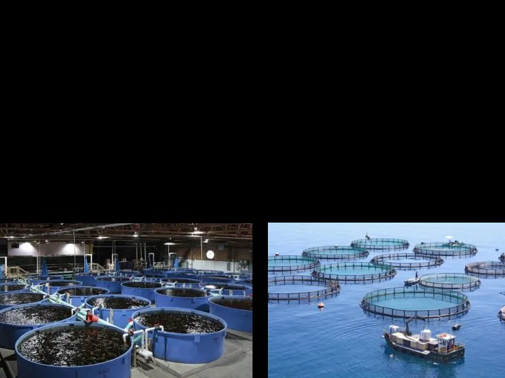 ТИПЫ Садковое рыбоводство – функционирует в акваториях озер, водохранилищ, морских заливов Бассейновые хозяйства