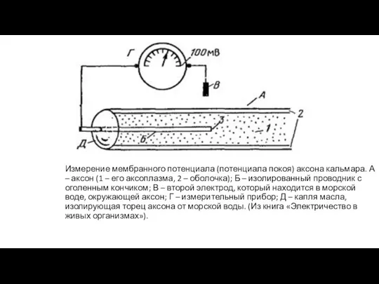 Измерение мембранного потенциала (потенциала покоя) аксона кальмара. А – аксон