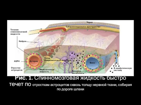 Рис. 1. Спинномозговая жидкость быстро течет по отросткам астроцитов сквозь