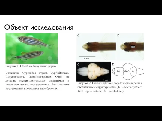 Объект исследования Рисунок 1. Самка и самец данио-рерио Рисунок 2.