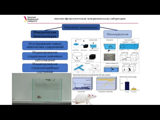 Анатомо-физиологическая экспериментальна лаборатория Основные направления Поведенческая биопсихиатрия Патоморфология Исследование новых