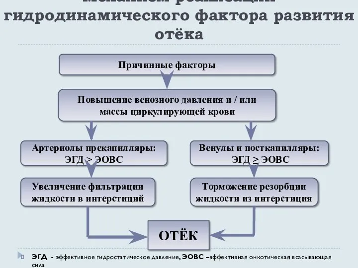 Механизм реализации гидродинамического фактора развития отёка ЭГД - эффективное гидростатическое