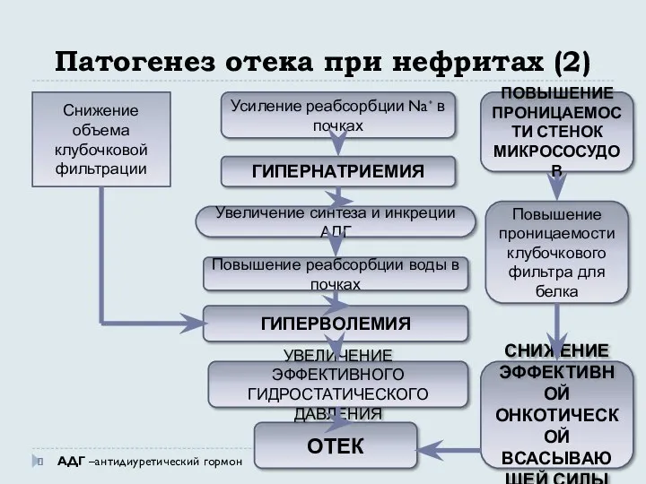 Патогенез отека при нефритах (2) АДГ –антидиуретический гормон Усиление реабсорбции