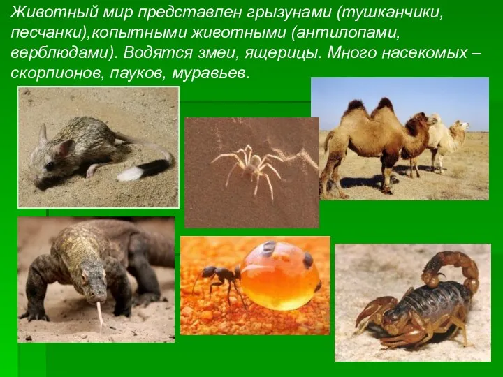 Животный мир представлен грызунами (тушканчики, песчанки),копытными животными (антилопами, верблюдами). Водятся змеи, ящерицы. Много