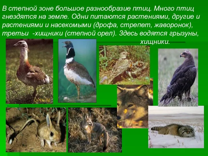 В степной зоне большое разнообразие птиц. Много птиц гнездятся на земле. Одни питаются