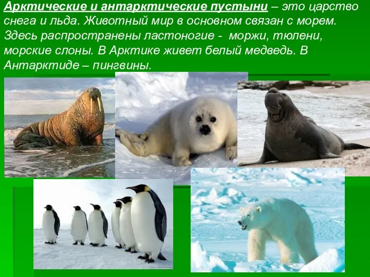 Арктические и антарктические пустыни – это царство снега и льда. Животный мир в