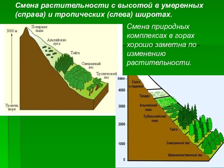 5000 – Смена растительности с высотой в умеренных (справа) и тропических (слева) широтах.