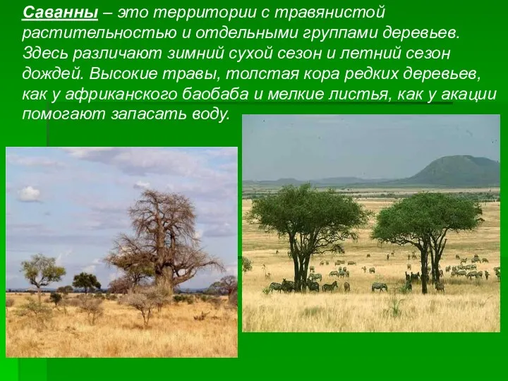 Саванны – это территории с травянистой растительностью и отдельными группами