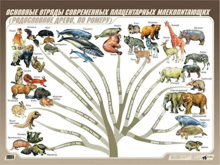 Класс млекопитающие, или звери