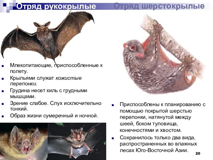 Отряд шерстокрылые Отряд рукокрылые Млекопитающие, приспособленные к полету. Крыльями служат