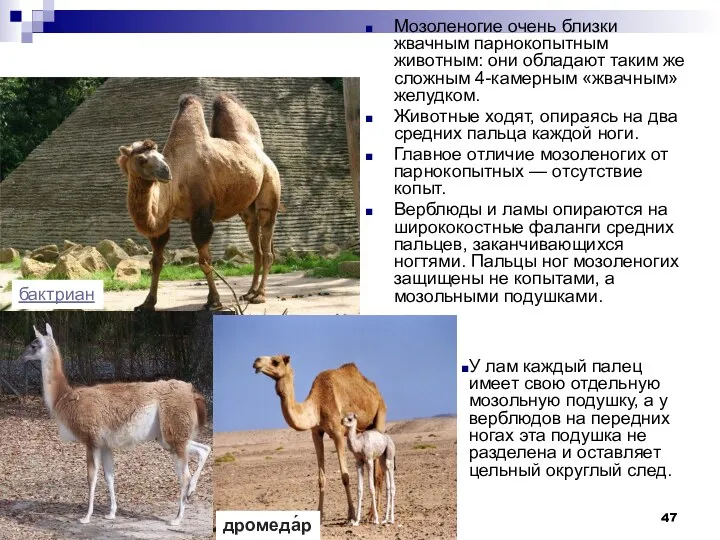 Отр. Мозоленогие Мозоленогие очень близки жвачным парнокопытным животным: они обладают