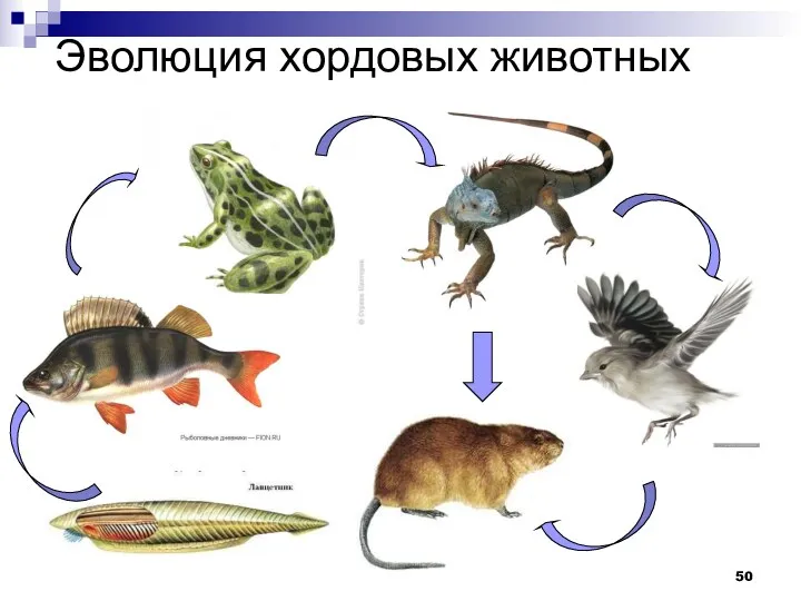 Эволюция хордовых животных