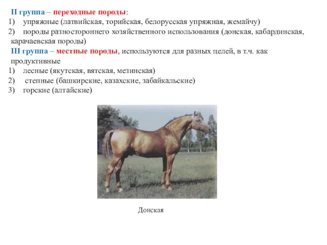 II группа – переходные породы: упряжные (латвийская, торийская, белорусская упряжная,