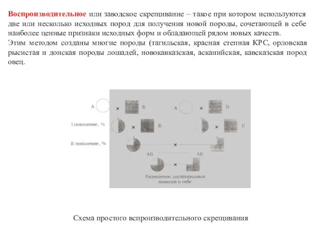 Воспроизводительное или заводское скрещивание – такое при котором используются две