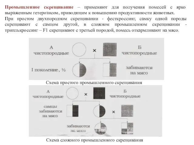 Промышленное скрещивание – применяют для получения помесей с ярко выраженным