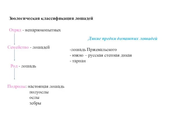 Зоологическая классификация лошадей Отряд - непарнокопытных Семейство - лошадей Род