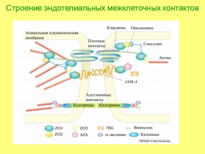 Строение эндотелиальных межклеточных контактов