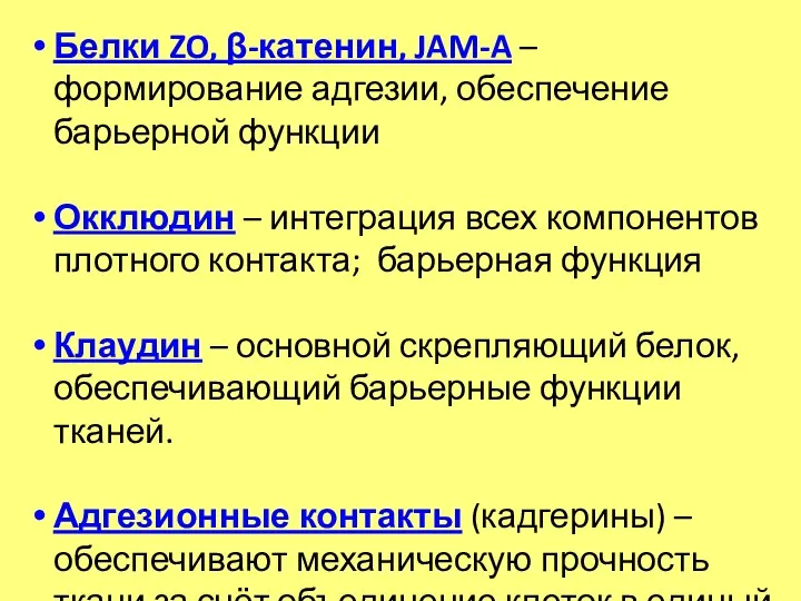 Белки ZO, β-катенин, JAM-A – формирование адгезии, обеспечение барьерной функции