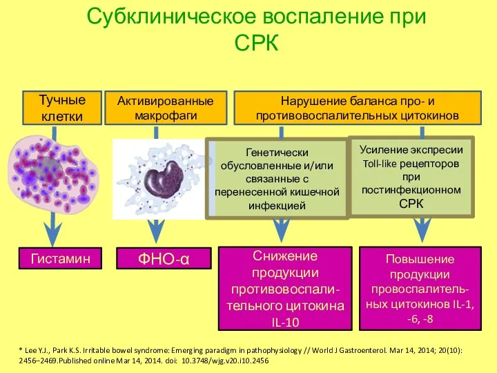 * Lee Y.J., Park K.S. Irritable bowel syndrome: Emerging paradigm