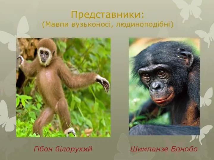 Представники: (Мавпи вузьконосі, людиноподібні) Гібон білорукий Шимпанзе Бонобо