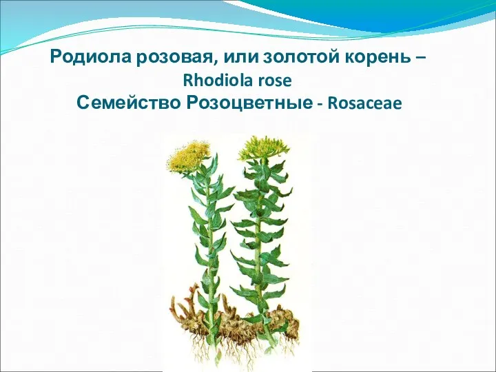 Родиола розовая, или золотой корень – Rhodiola rose Семейство Розоцветные - Rosaceae