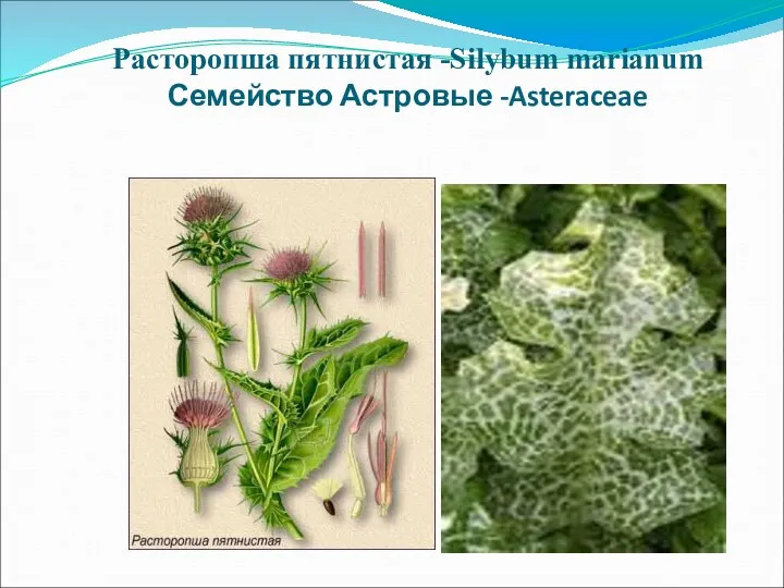 Расторопша пятнистая -Silybum marianum Семейство Астровые -Asteraceae