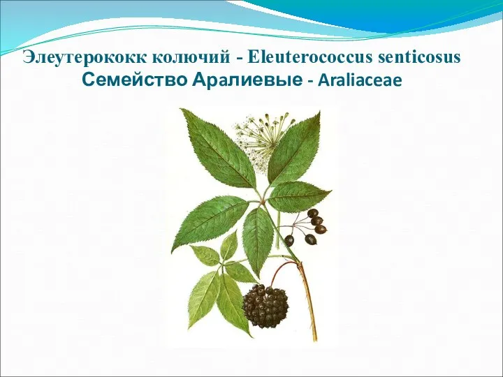 Элеутерококк колючий - Eleuterococcus senticosus Семейство Арaлиевые - Araliaceae