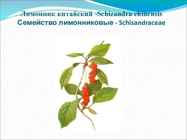 Лимонник китайский -Schizandra chinensis Семейство лимонниковые - Schisandraceae