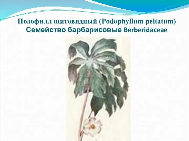 Подофилл щитовидный (Podophyllum peltatum) Семейство барбарисовые Berberidaceae