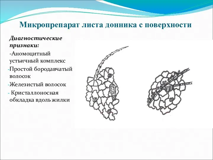 Микропрепарат листа донника с поверхности Диагностические признаки: -Аномоцитный устьичный комплекс