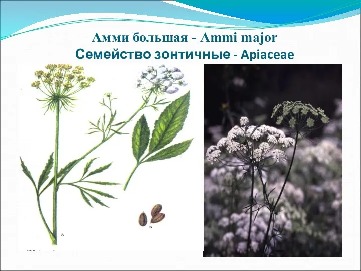 Амми большая - Ammi major Семейство зонтичные - Apiaceae