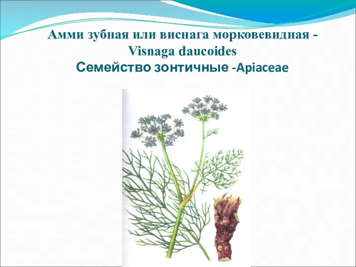 Амми зубная или виснага морковевидная - Visnaga daucoides Семейство зонтичные -Apiaceae