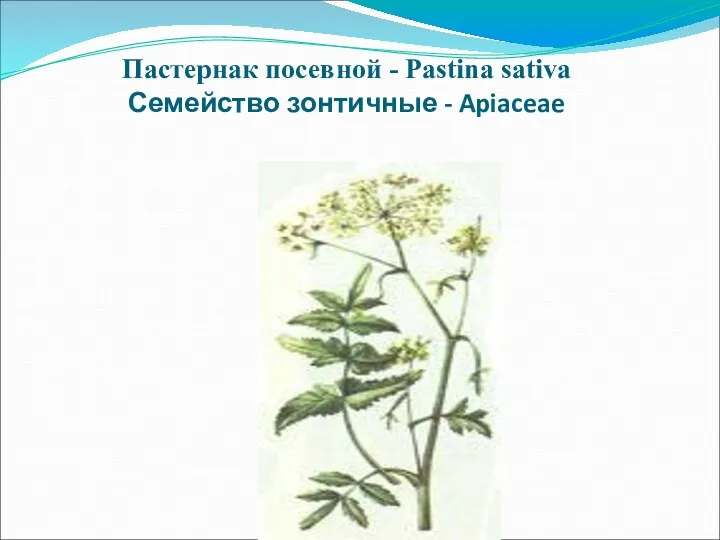 Пастернак посевной - Pastina sativa Семейство зонтичные - Apiaceae