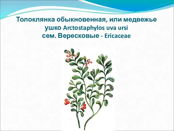 Толоклянка обыкновенная, или медвежье ушко Arctostaphylos uva ursi сем. Вересковые - Ericaceae