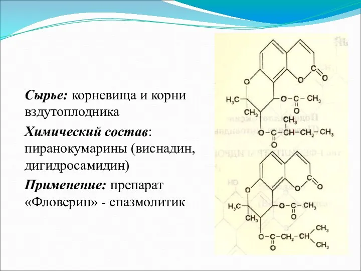 Сырье: корневища и корни вздутоплодника Химический состав: пиранокумарины (виснадин, дигидросамидин) Применение: препарат «Фловерин» - спазмолитик