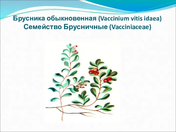 Брусника обыкновенная (Vaccinium vitis idaea) Семейство Брусничные (Vacciniaceae)