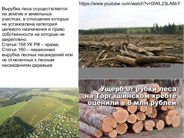 https://www.youtube.com/watch?v=0iWL23LA6bY Вырубка леса осуществляется на землях и земельных участках, в отношении которых не