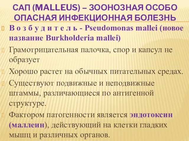 САП (MALLEUS) – ЗООНОЗНАЯ ОСОБО ОПАСНАЯ ИНФЕКЦИОННАЯ БОЛЕЗНЬ В о