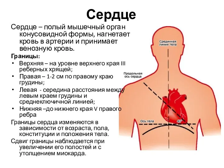 Сердце Сердце – полый мышечный орган конусовидной формы, нагнетает кровь в артерии и