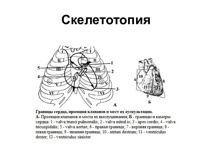 Скелетотопия