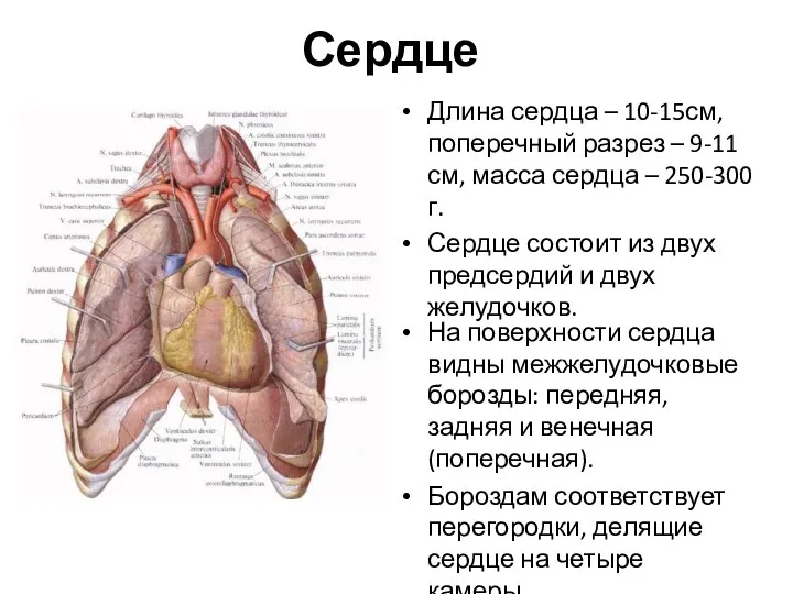 Сердце Длина сердца – 10-15см, поперечный разрез – 9-11 см, масса сердца –